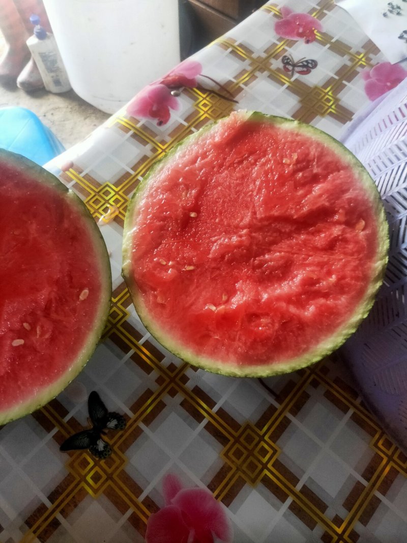 精品美都西瓜无籽，六到十二，精品果形，口感脆甜全国发货