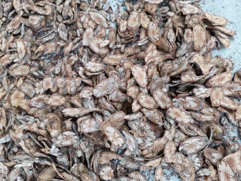 红藤贵州产地供应量大从优