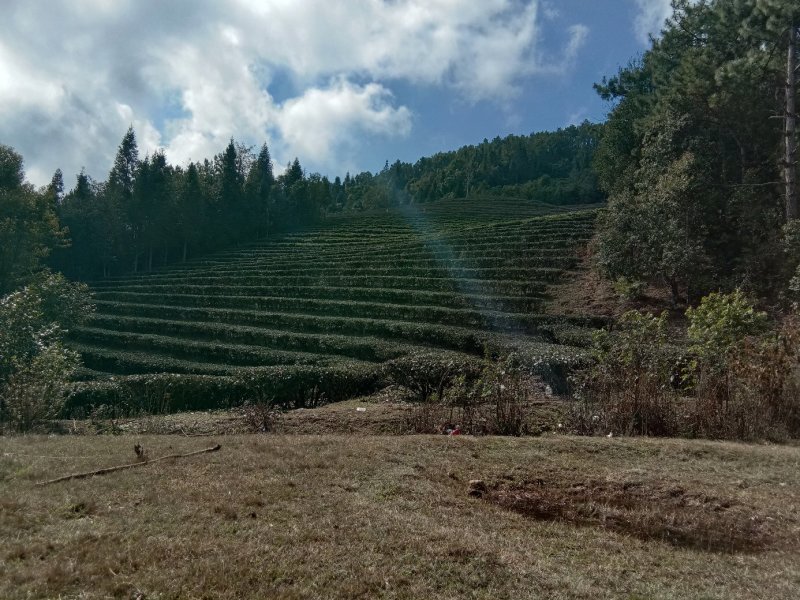 云南正宗普洱茶，坝溜直发