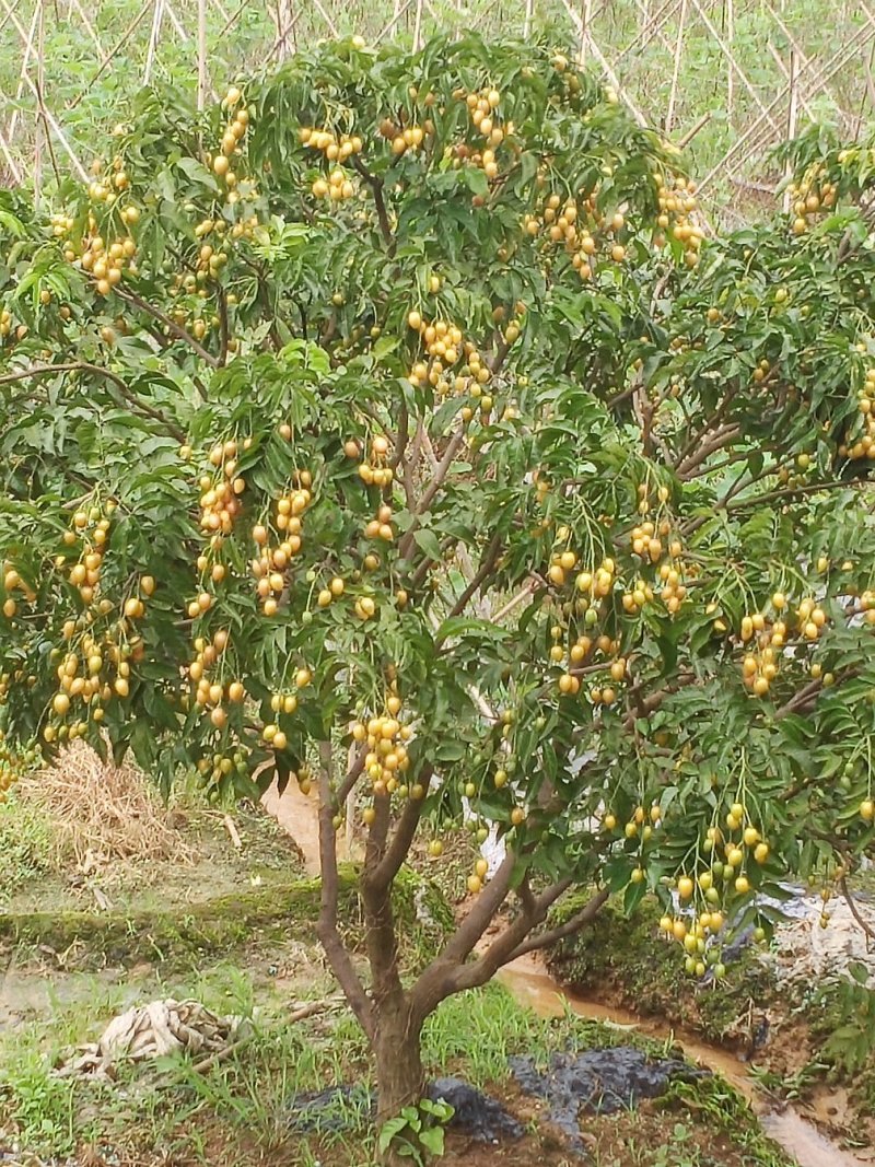 鸡心皮