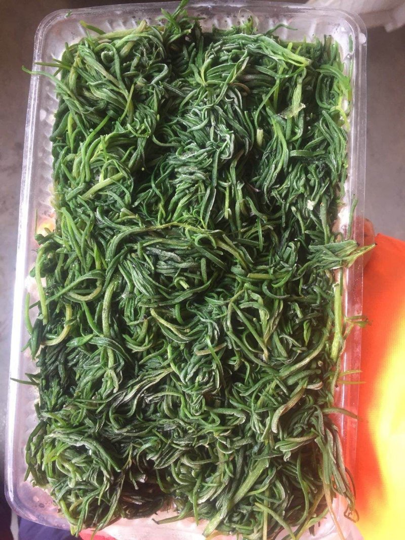 今年新货黄须菜，海英菜，碱蓬草，长期供货
