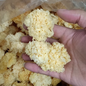 椴木仿野生小银耳