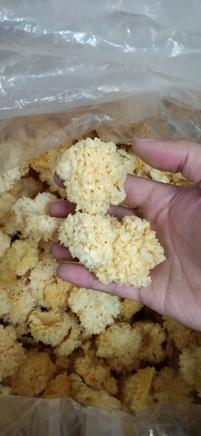 椴木仿野生小银耳