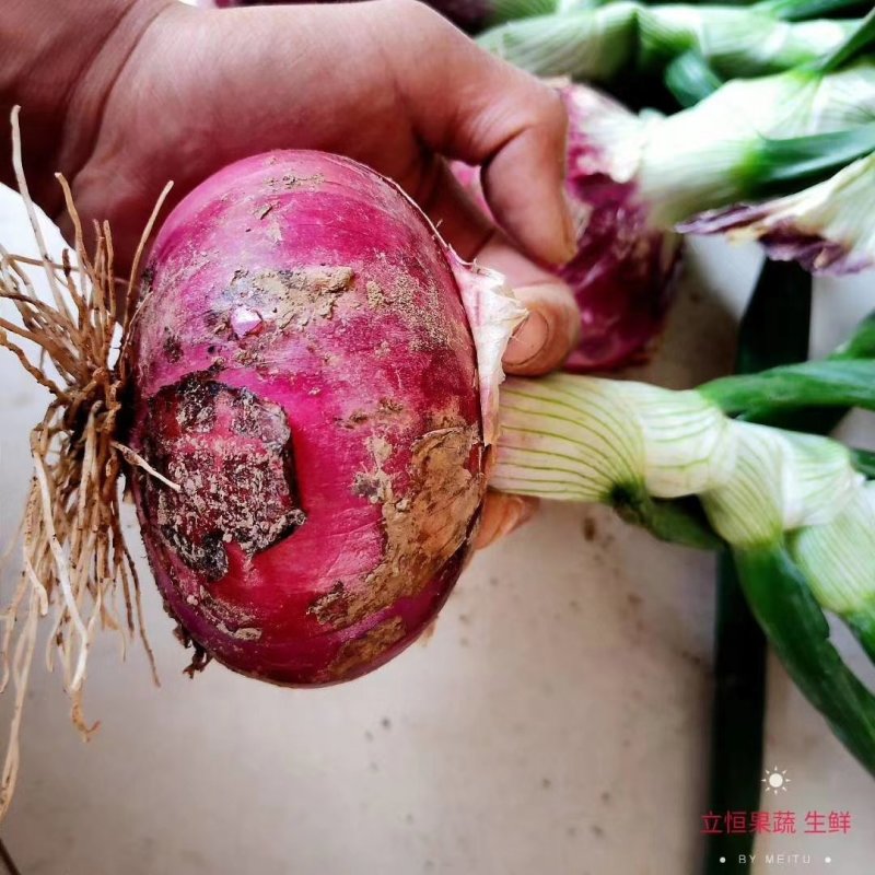 精品红美洋葱货源充足，质量保证欢迎各位老板选购。