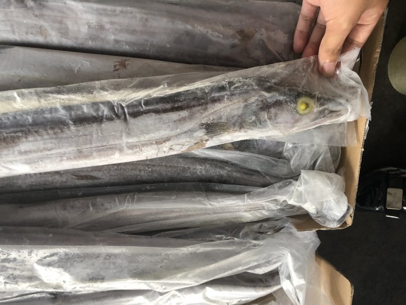 印尼双a带鱼