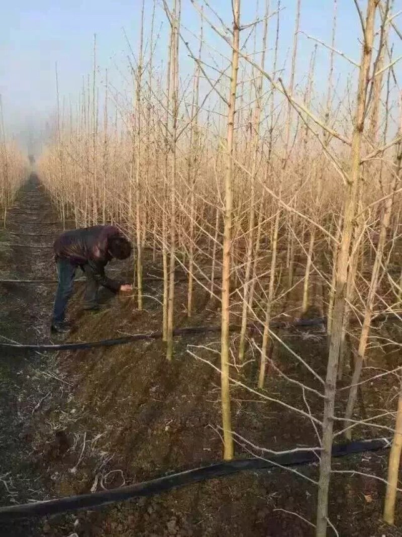 银杏苗，银杏树苗，占地银杏树苗，质量上乘规格齐全薄利多销