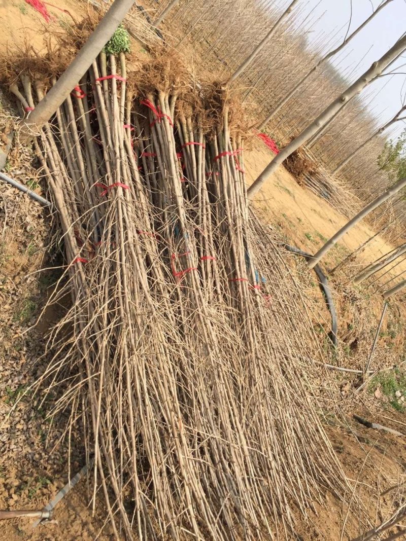 银杏苗，银杏树苗，占地银杏树苗，质量上乘规格齐全薄利多销