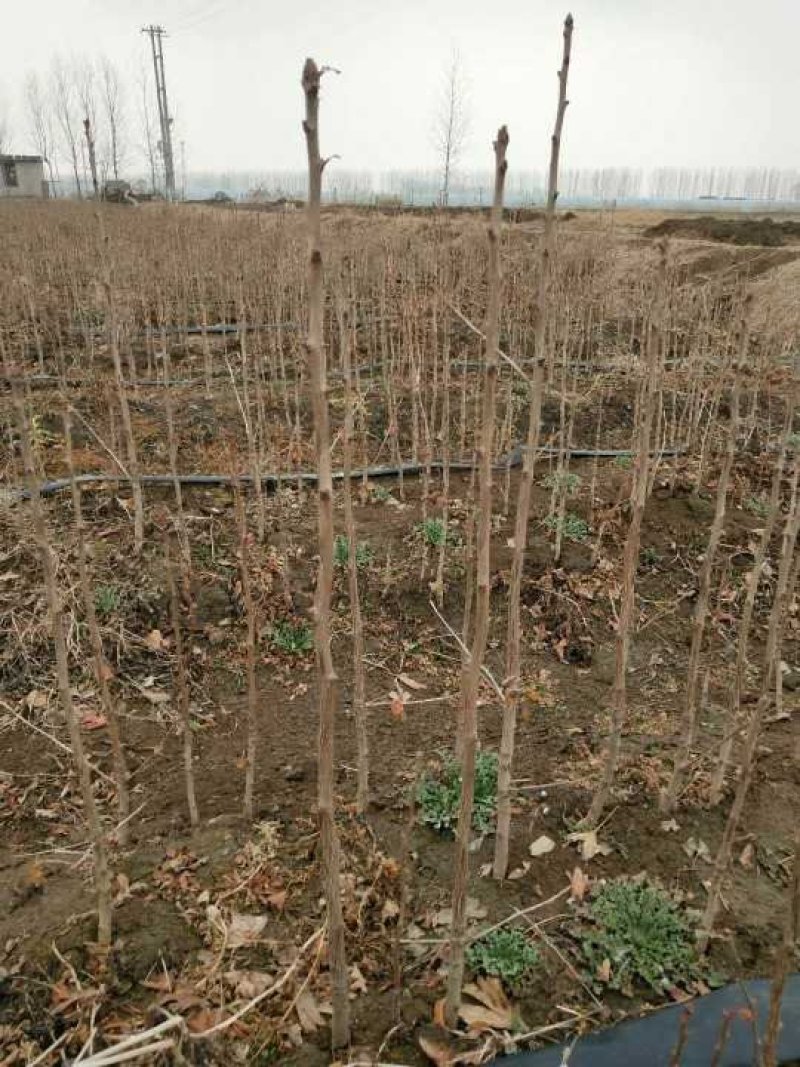 银杏苗，银杏树苗，占地银杏树苗，质量上乘规格齐全薄利多销