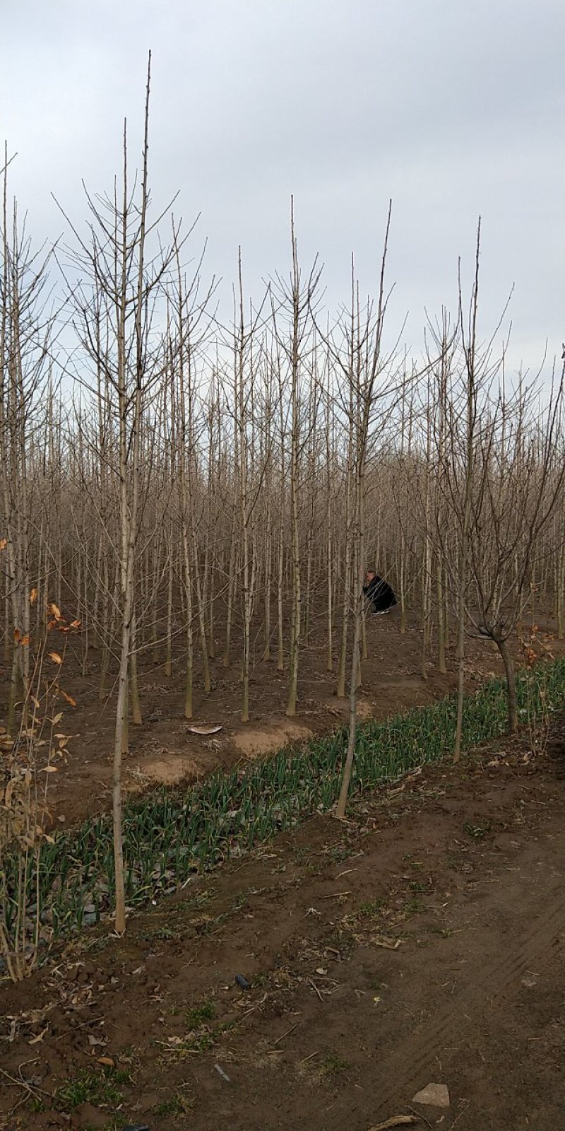 银杏苗，银杏树苗，占地银杏树苗，质量上乘规格齐全薄利多销