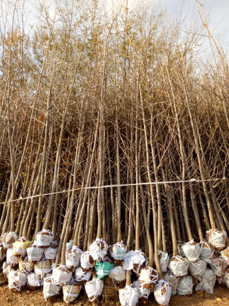 银杏苗，银杏树苗，占地银杏树苗，质量上乘规格齐全薄利多销