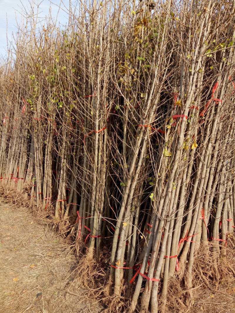 银杏苗，银杏树苗，占地银杏树苗，质量上乘规格齐全薄利多销