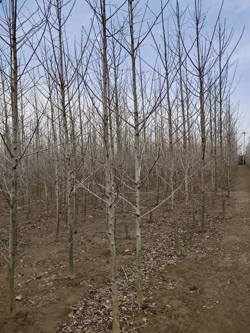 银杏苗，银杏树苗，占地银杏树苗，质量上乘规格齐全薄利多销