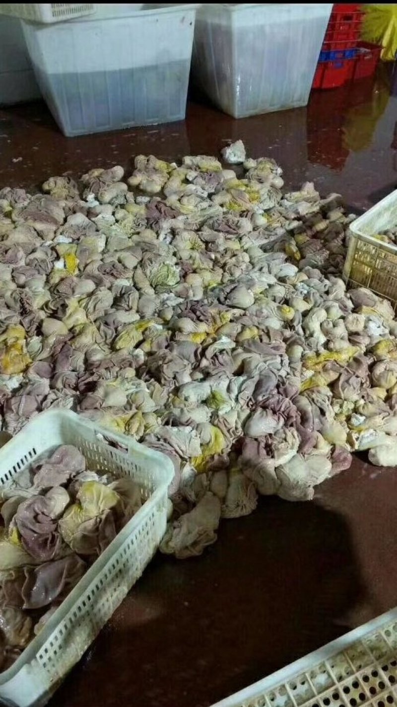 猪肚，鲜猪肚，干肚，大猪肚，各种猪肚规格