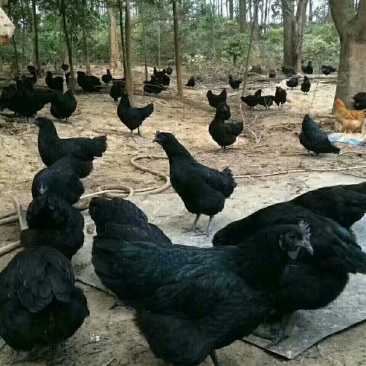 脱温五黑鸡苗，大厂家，质量好，防疫全，支持线上交有保障。