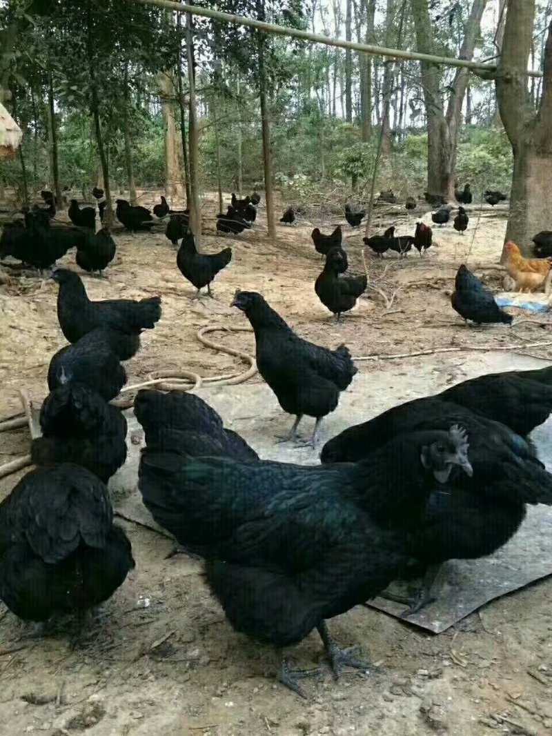 脱温五黑鸡苗，大厂家，质量好，防疫全，支持线上交有保障。