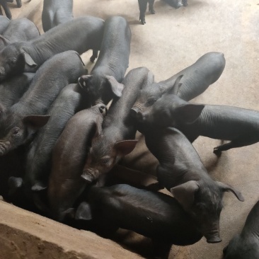 黑猪苗批发价格黑猪批发基地山东临沂日照黑猪仔养殖基地