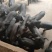 黑猪苗批发价格黑猪批发基地山东临沂日照黑猪仔养殖基地