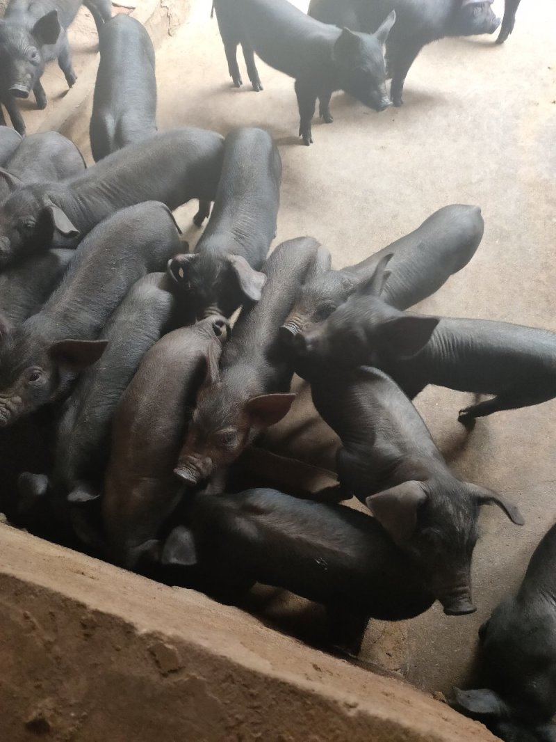 黑猪苗批发价格黑猪批发基地山东临沂日照黑猪仔养殖基地