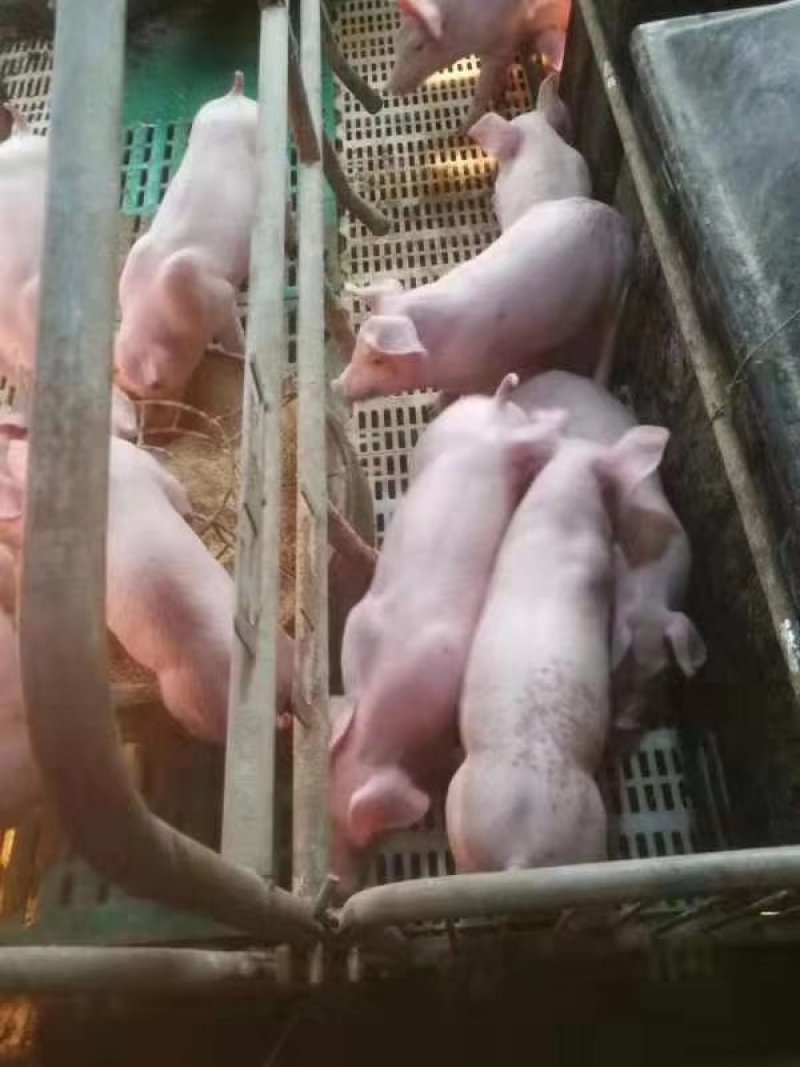 黑猪苗批发价格黑猪批发基地山东临沂日照黑猪仔养殖基地