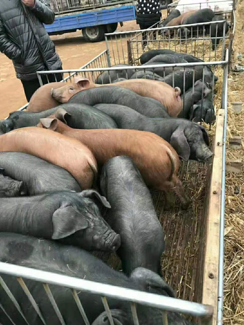 黑猪苗批发价格黑猪批发基地山东临沂日照黑猪仔养殖基地