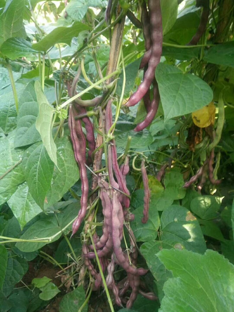 紫条豆