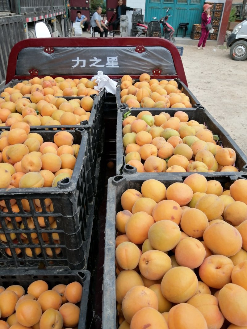 金大阳杏