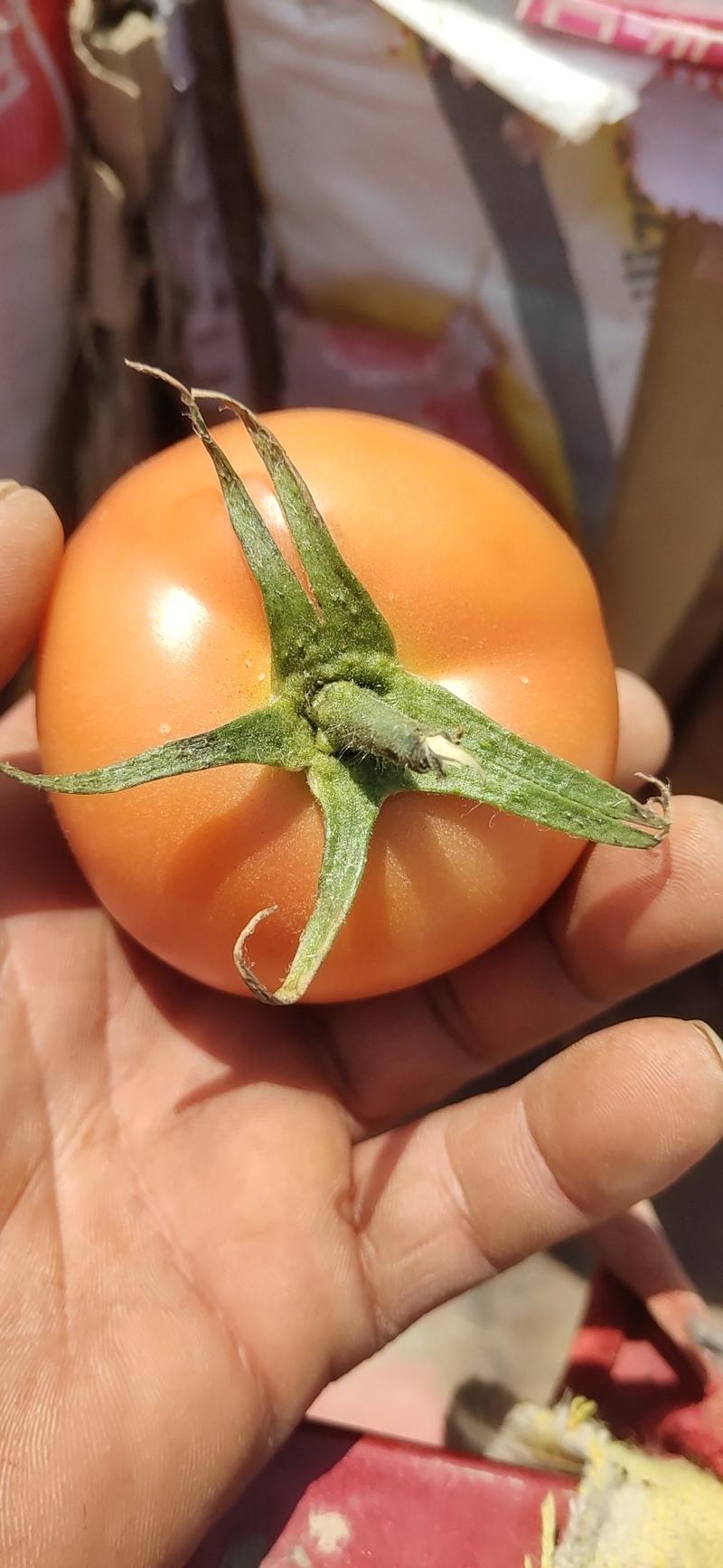 河南高兴果蔬有限公司硬粉西红柿，基地直供，农户一手货源，
