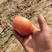 河南高兴果蔬有限公司硬粉西红柿，基地直供，农户一手货源，