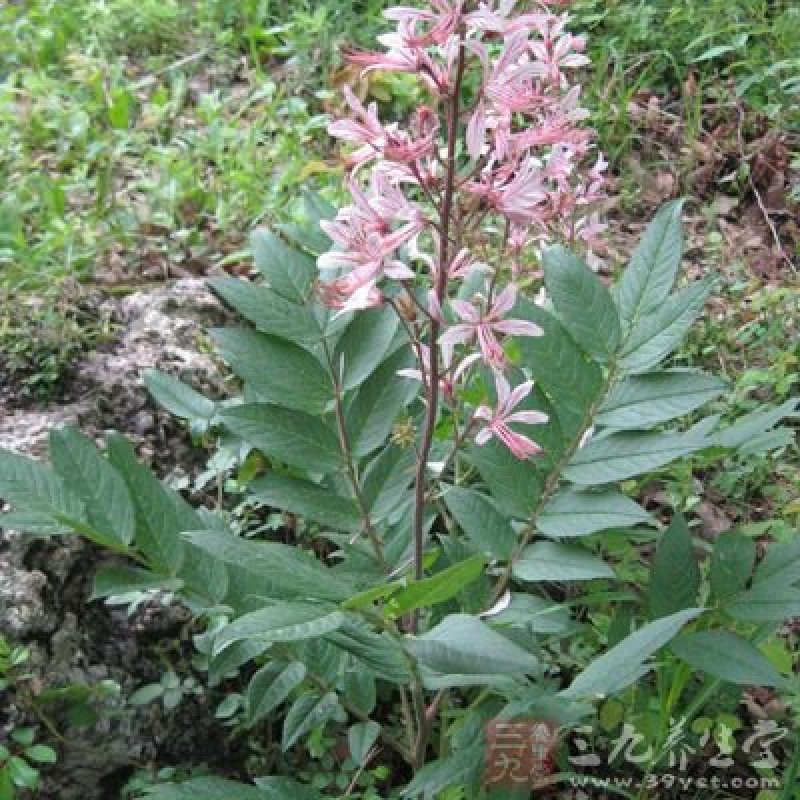 新疆白鲜皮