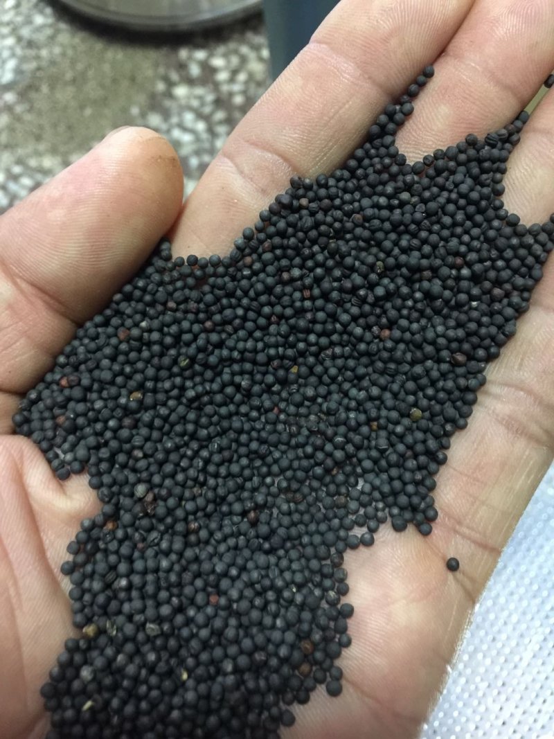 湖北精选优质油菜籽高含油水份低几乎零杂质