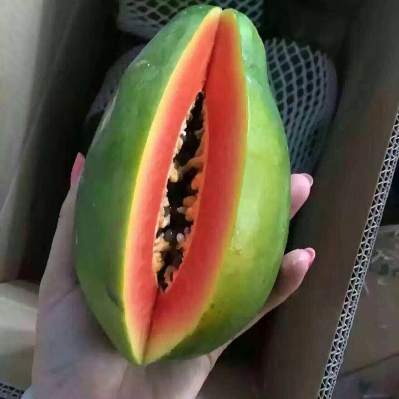 广西红心木瓜现摘现发牛奶青皮甜木瓜一件代发10斤包邮