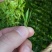 250g绿茶,2020年新茶,日照绿茶湖北绿茶清香绿茶