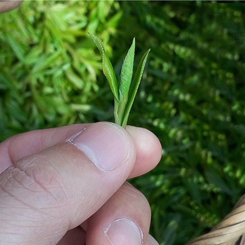 250g绿茶,2020年新茶,日照绿茶湖北绿茶清香绿茶