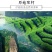 250g绿茶,2020年新茶,日照绿茶湖北绿茶清香绿茶