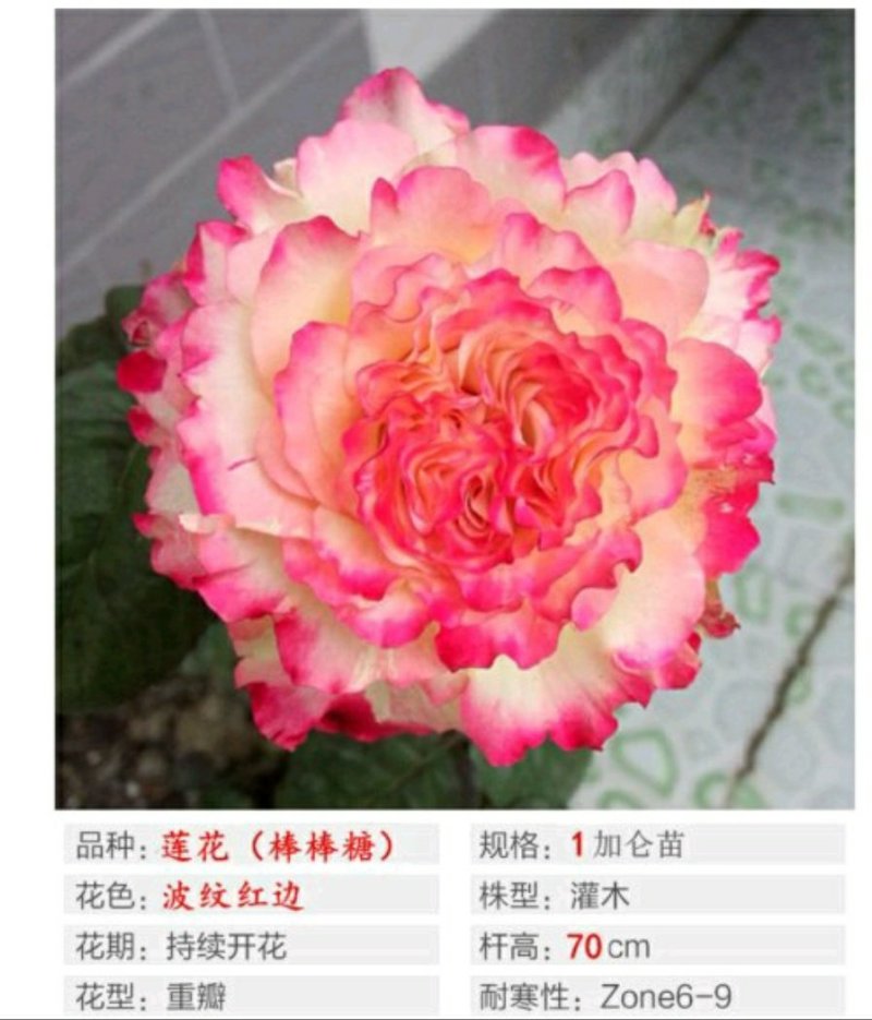 诺娃金丝雀树状棒棒糖月季花苗玫瑰庭院浓香花卉植物袋盆栽