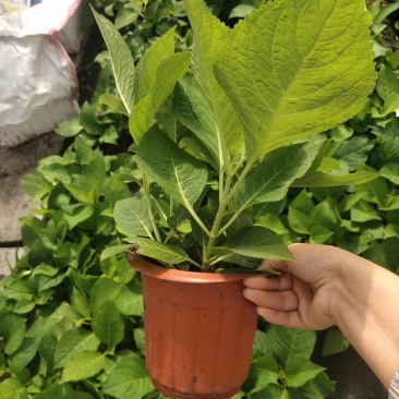 无尽夏绣球花八仙花