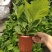 无尽夏绣球花八仙花