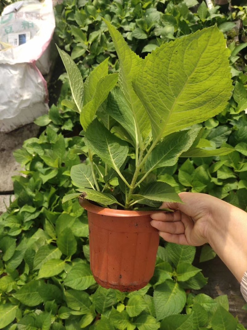 无尽夏绣球花八仙花