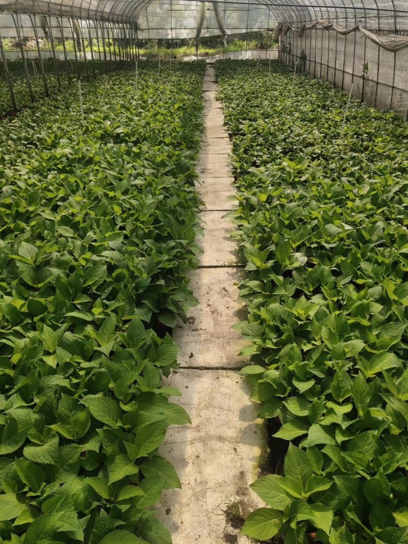 无尽夏绣球花八仙花