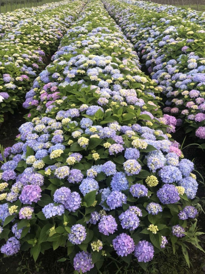 无尽夏绣球花八仙花