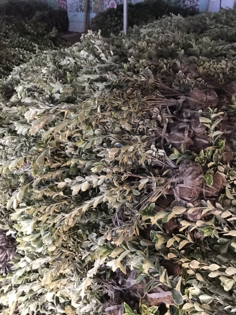 金边冬青金边黄杨毛球欢迎前来考察....