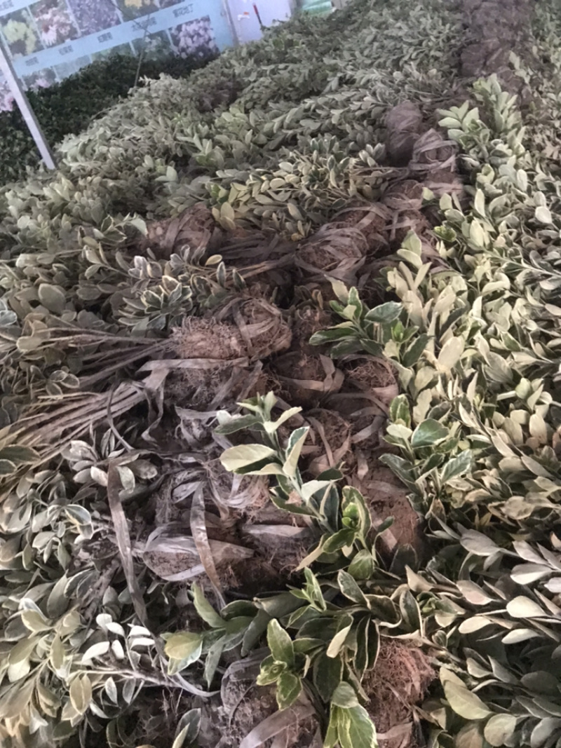 金边冬青金边黄杨毛球欢迎前来考察....