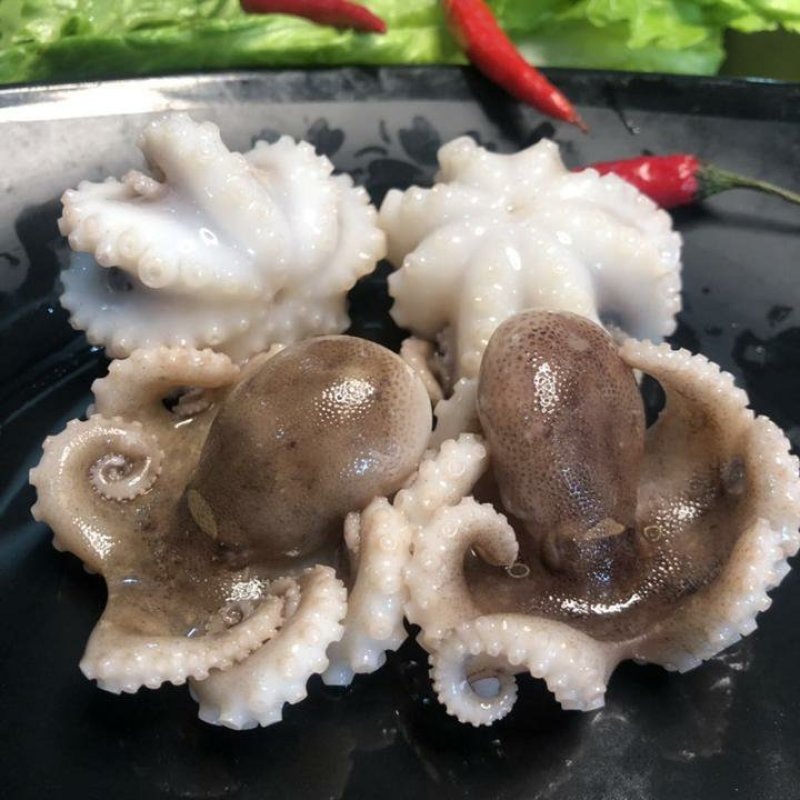 半熟迷你八爪鱼不缩水不掉称半熟冻迷你八爪鱼新鲜小章鱼捞汁