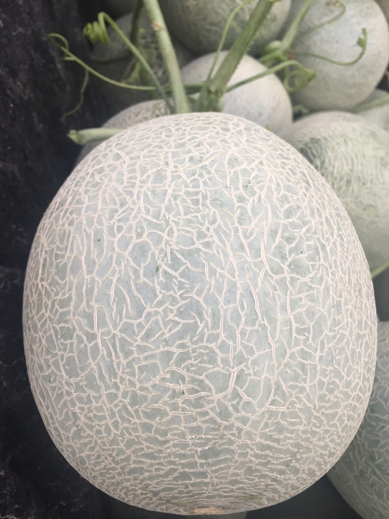 山东潍坊寿光，大量有货