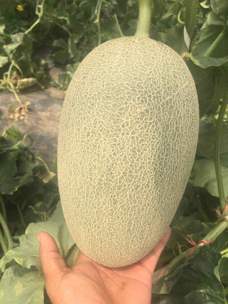 山东潍坊寿光，大量有货