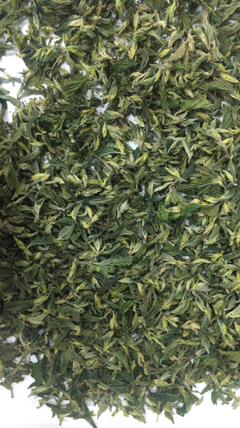 桑叶茶2025年新桑叶茶颗粒山东桑叶厂家
