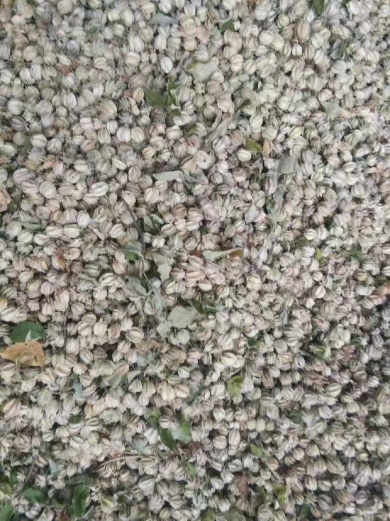 翅果油苗哪里有卖，山西翅果油树苗，产地大量翅果油树苗价格