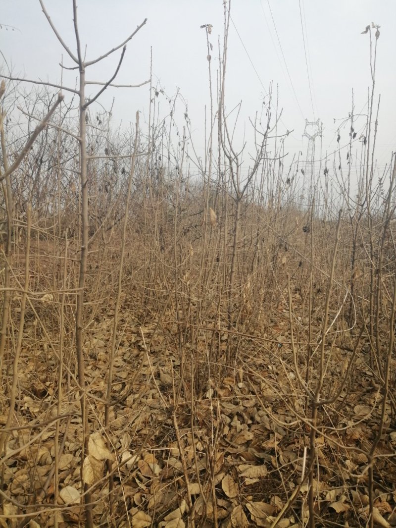翅果油苗哪里有卖，山西翅果油树苗，产地大量翅果油树苗价格