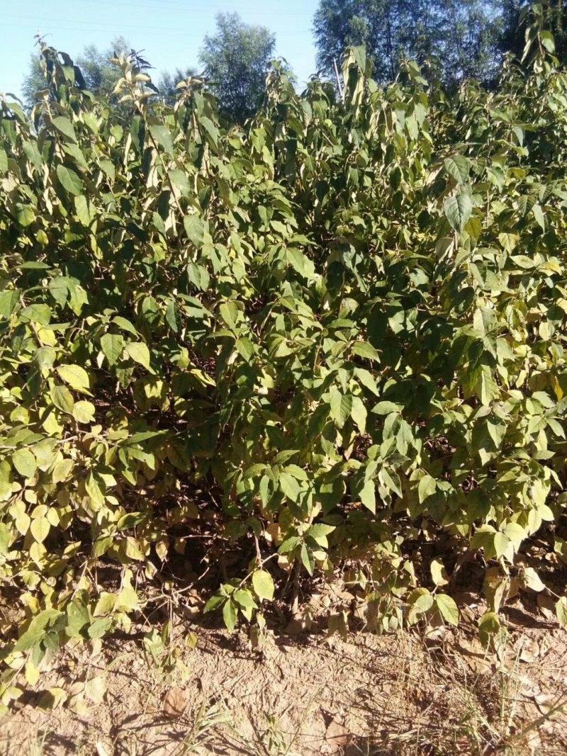 翅果油苗哪里有卖，山西翅果油树苗，产地大量翅果油树苗价格