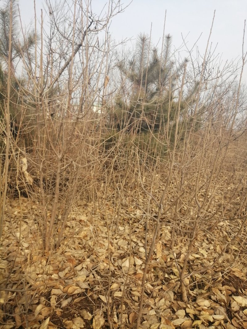 翅果油苗哪里有卖，山西翅果油树苗，产地大量翅果油树苗价格